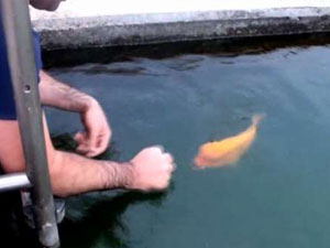 Bu balık söz dinliyor: Nasıl olur demeyin!