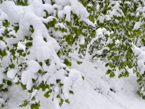 Kar yağışı fındığı vurdu