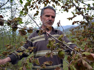 İlkbaharda fındığa sonbahar geldi