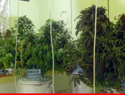 Üniversitete öğrencilerine uyuşturucu...