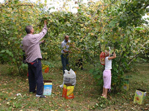 Kritik uyarı!  Fındıkta tehlike var