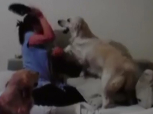 Köpekler anneye karşı: Çocuğu nasıl korudular?