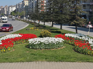 Trabzon'da lale devri!