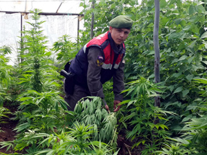 Hint kenevirini bakın ne için yetiştirmiş!