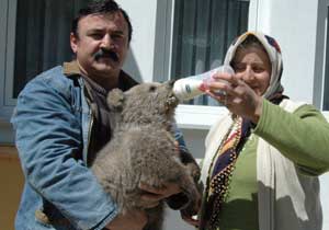 Gümüşhane'de yavru ayıya koruma