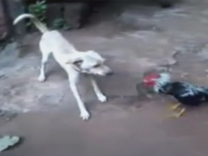 Horoz köpeğe kafa tutarsa! (TIKLA İZLE)