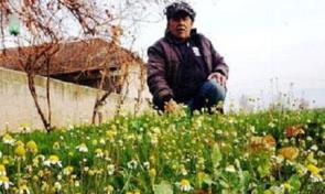 Papatyalar çiçek açtı