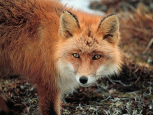 Ajanları atlatıp Beyaz Saray'a girdi