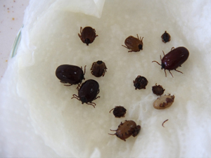 Karadeniz'de bu dönemde kenelere DİKKAT