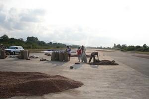 Ordu havaalanında inekler otluyor!