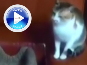 Kediler oltaya geldi