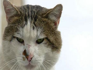 Kedi Samsun itfaiyesini seferber etti!