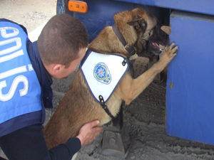 Dedektör köpek uyuşturucuyu bakın nerede buldu!