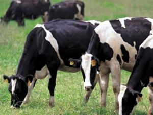 Hayvancılığa büyük destek!