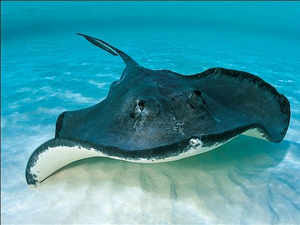 Karadeniz'de balıkçıya iğneli vatoz saldırdı