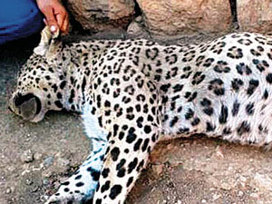 Çobanları bakın kimler yargılıyor