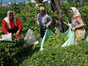 Yaş çay fiyatı belirleniyor...