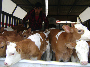 Trabzon'daki besiciler hayvanlarını Muş'a satıyor