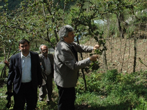 Fındıkta kaygılandıran açıklama: Zarar!