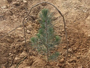 Mezun olan öğrenciler fidan dikti