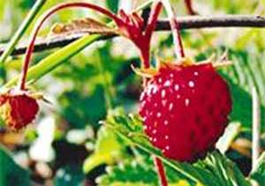 Japonya'dan geldiler Trabzon'dan gidemediler!