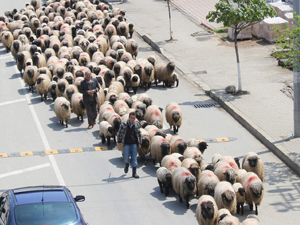 D.Karadeniz'de yayla göçleri başladı
