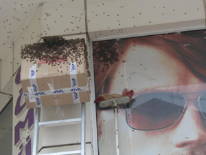 Ordu'da eczaneyi arılar kaplayınca...