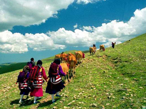 Karadeniz'de göç başladı!