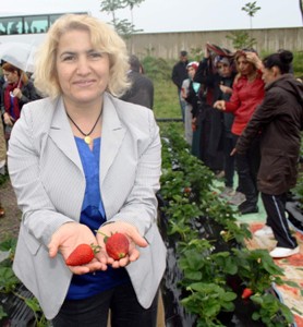 Trabzon çileği çok...