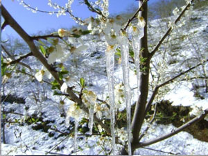 Fındıkta don onun önemini artırdı!