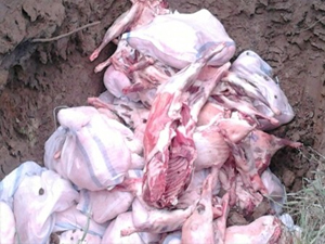 Samsun'da kaçak etler imha edildi!