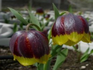 Artvin'de Alman kardeşlere ceza