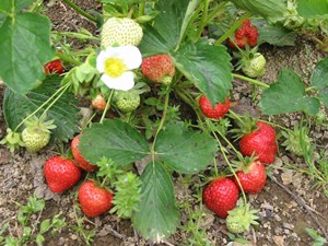 Ordu'nun çilek deposu