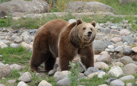 Ayı Maçka'da HES'e girdi...