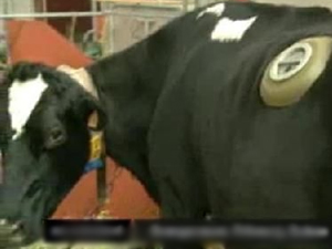 İneklerin midesine pencere açtılar!