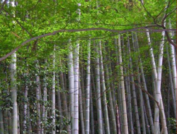 Ağaç dalı polisleri harekete geçirdi!