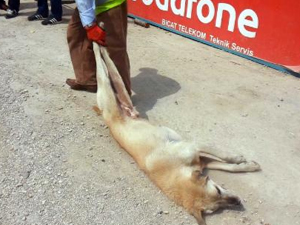 Bu ne acımasızlık! Köpeği sürükleyerek...