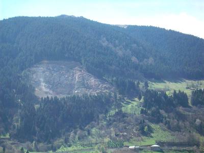 Trabzon'da ağaç katliamının standardı...