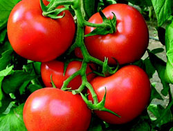 Domates'in kilosu 10 kuruş!