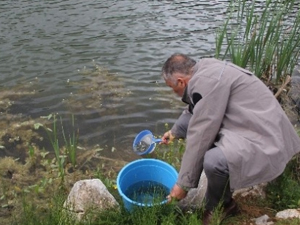 Trabzon'dan 20 bin balık oraya gitti