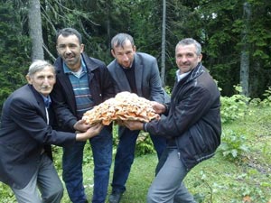 Giresun'da görenleri şaşırtan mantar...