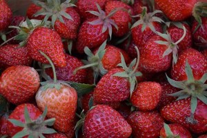 Büyüklerinin hayrına çilek dağıtıyorlar