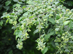 Fındıkta herşey bu ayda belli olcak!