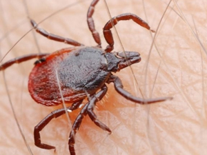 Giresun'da KKKA hastalığı anlatıldı!