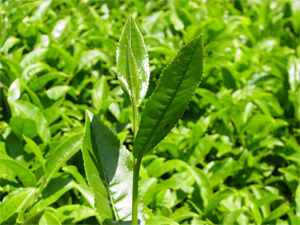 Çay üreticisine ÇAYKUR'dan ceza!