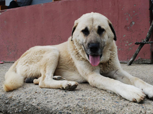 Ordu'da köpeğin inanılmaz sadakati!
