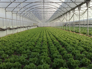 Trabzon'da bu sera başka sera!