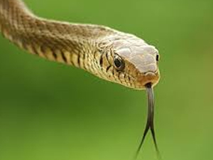 Ordu'da yılan hastanelik etti