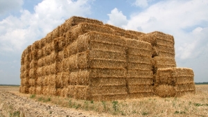 Trabzon'dan Türkiye'ye girecek