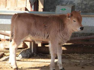 Bu kadarına pes! Hayvan...